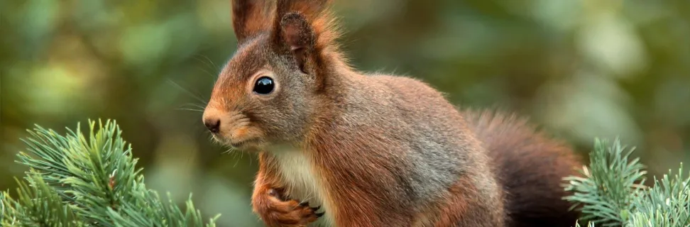 Squirrel 619968 1280