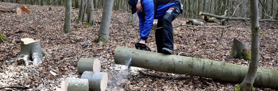 Lumberjack 2146515 1280