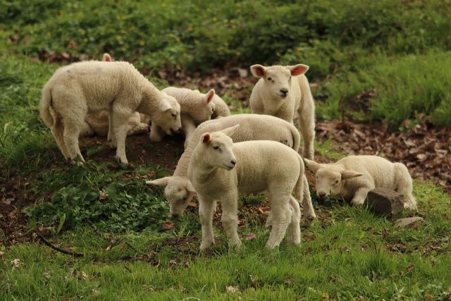 Lamb 2211015 1280