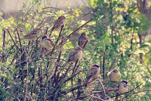 Sparrows 5039128 1280