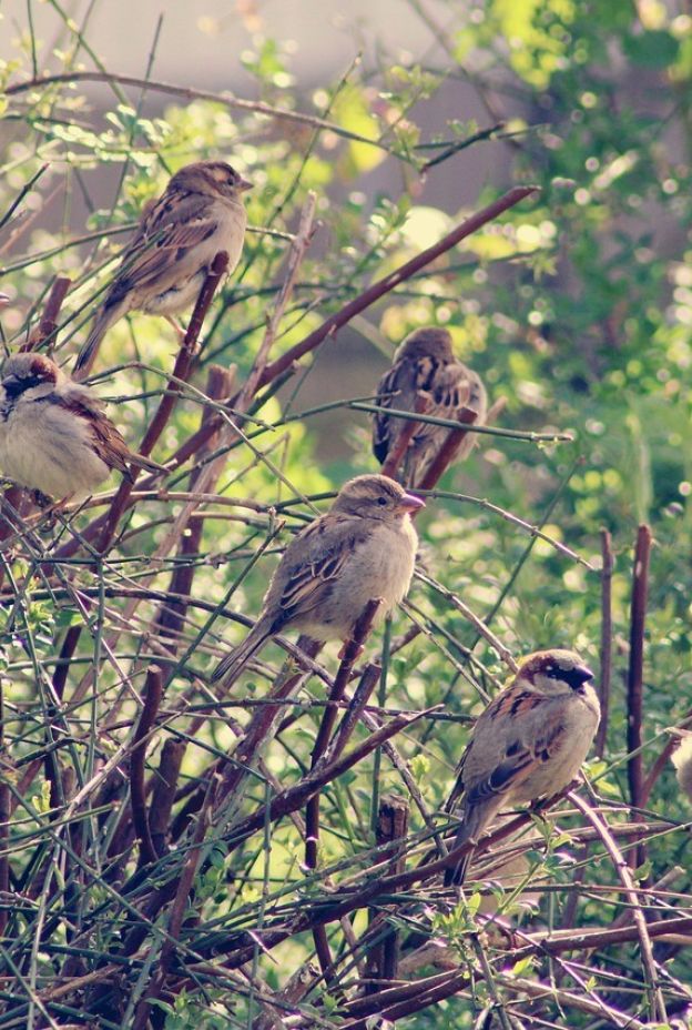 Sparrows 5039128 1280