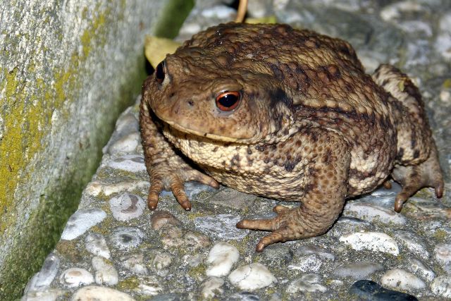 Toad 405121 1280