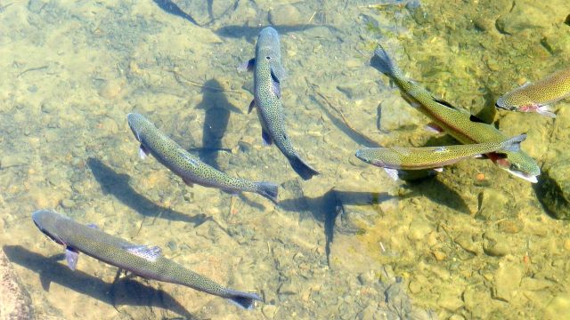 Trout 953012 1280