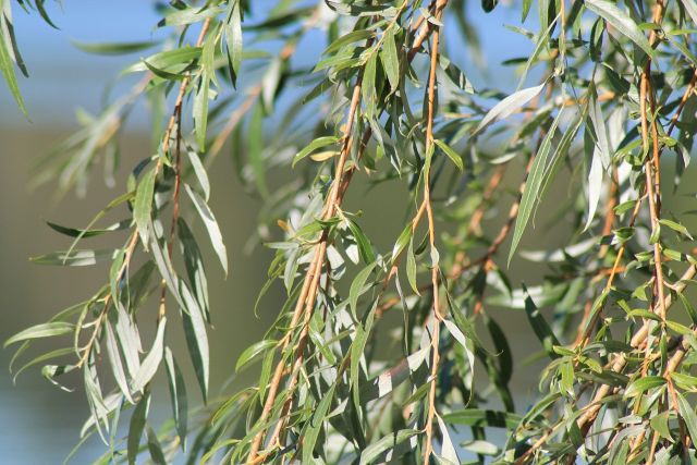 Willow 960769 1280