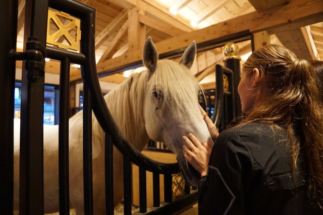 Horse 2902867 1920 pixabay