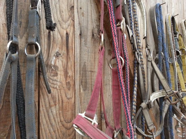 Bridle 105062 1920 pixabay