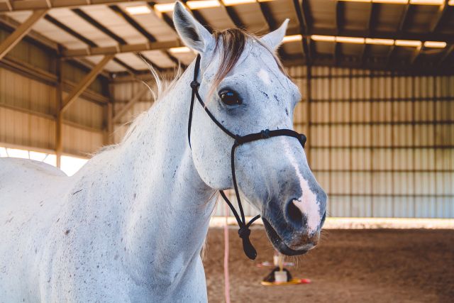 Horse 6363466 1920 pixabay