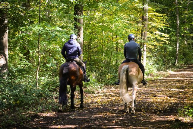 Horses 7508930 1920 pixabay