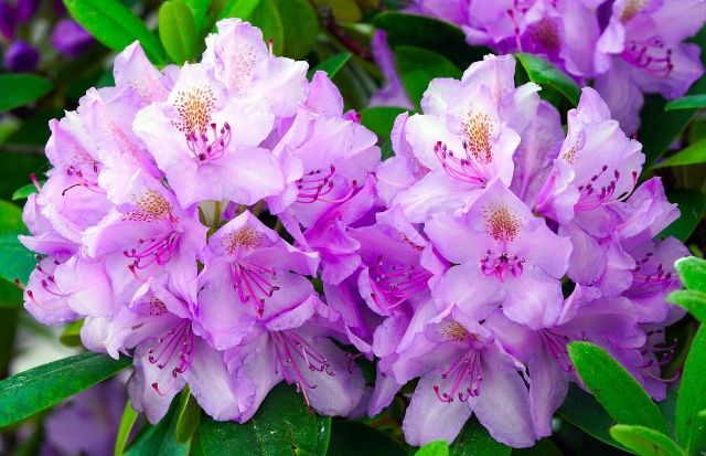 Rhododendron 7205695 1280