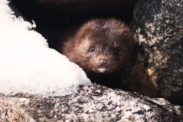 Mink 1394881 1280
