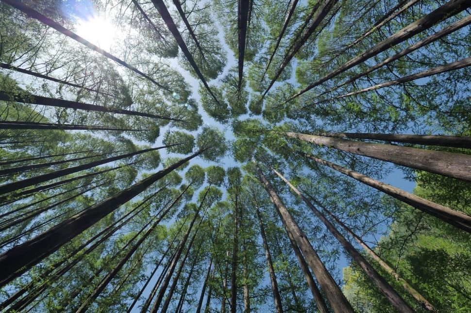 Trees 4450514 1280