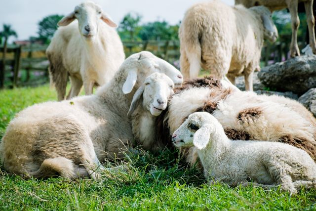 Sheep 5352474 1920 pixabay