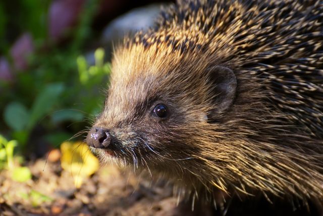 Hedgehog 4310397 1920 pixabay