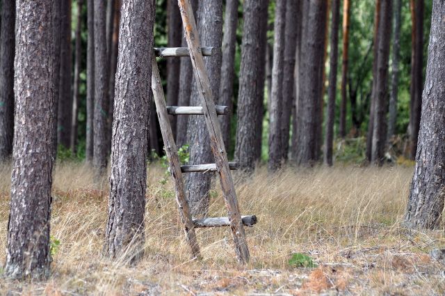 Pine forest 7479003 1920 pixabay