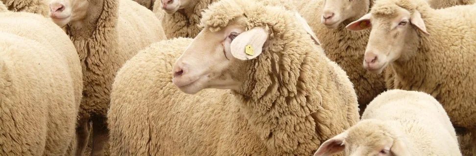 Flock of sheep 49667 1280