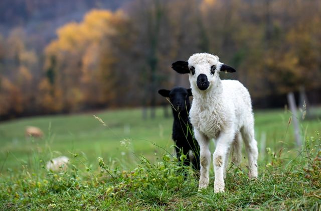 Lamb 5733685 1920 pixabay