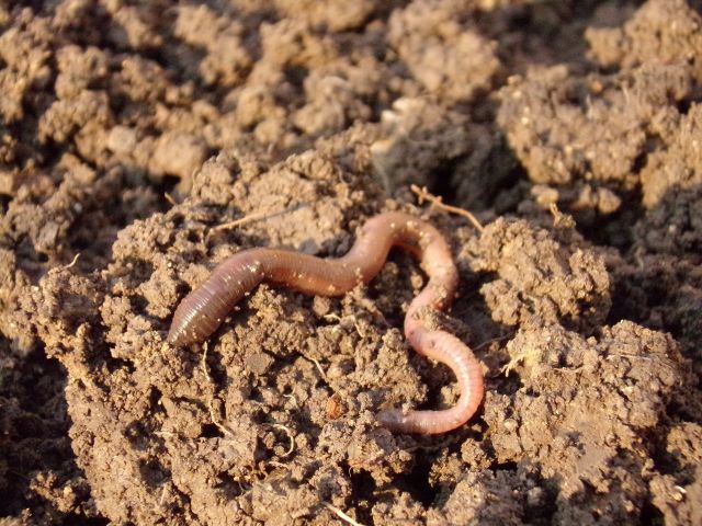 Earthworm 686593 1920 pixabay