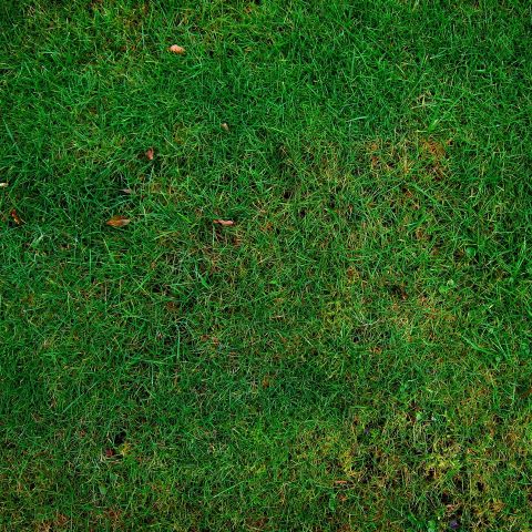 Lawn 253616 1920 pixabay