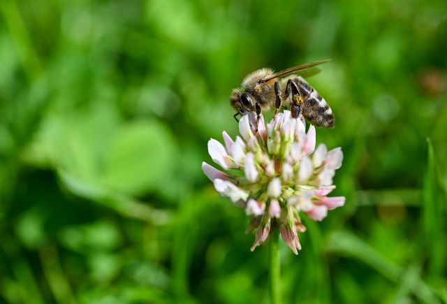 Bee 7266297 1920 pixabay