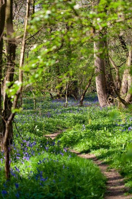 Bluebell forest 5032474 1920 pixabay
