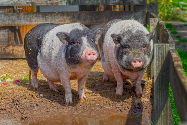 Pig 6571250 1920 pixabay