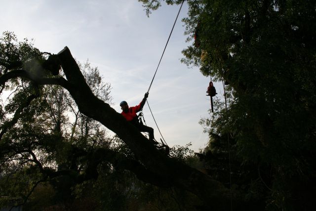 Tree climbers 4820109 1920 pixabay