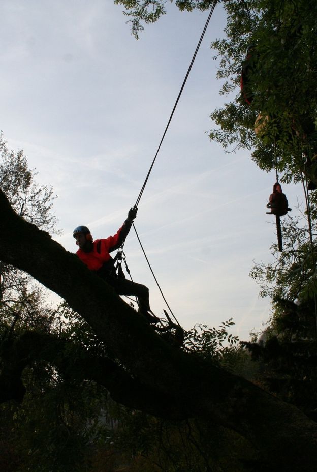 Tree climbers 4820109 1920 pixabay
