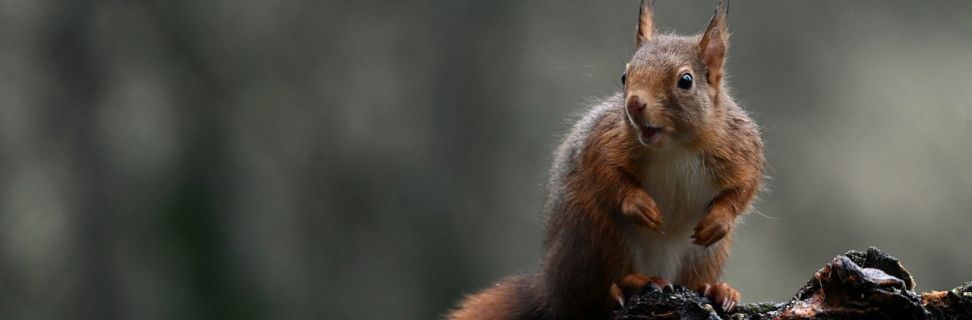 Red squirrel 6867103 1280 pixabay