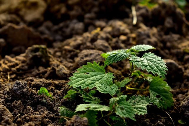 Nettle 6694372 1280