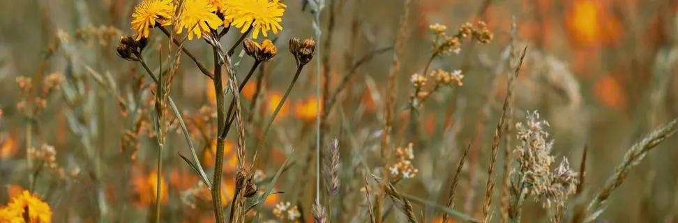 Wildflower meadow 3386078 1280