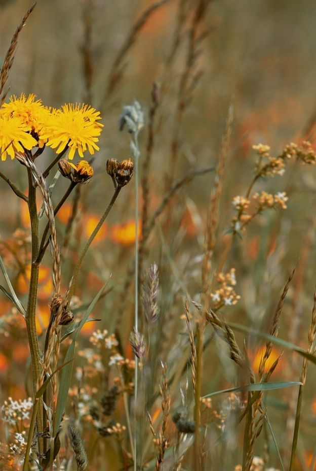 Wildflower meadow 3386078 1280