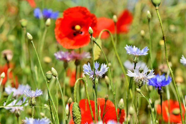 Cornflowers 3431590 1280