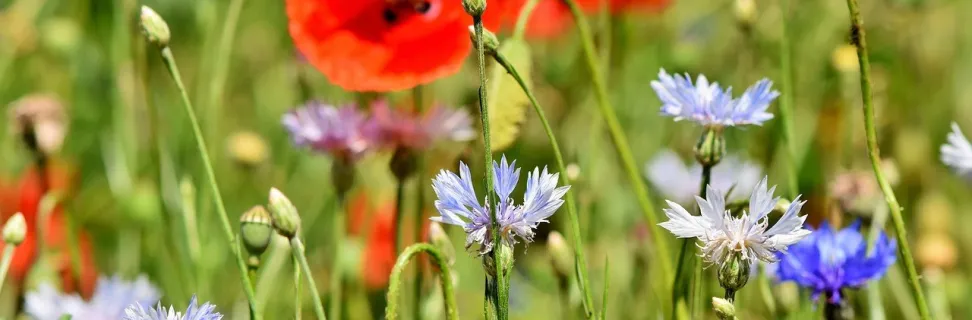 Cornflowers 3431590 1280