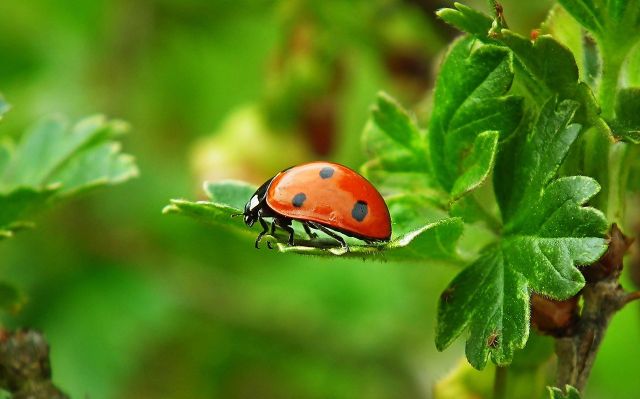 Insect 7227468 1280