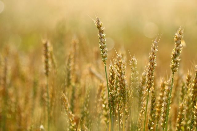 Wheat 5560987 1280
