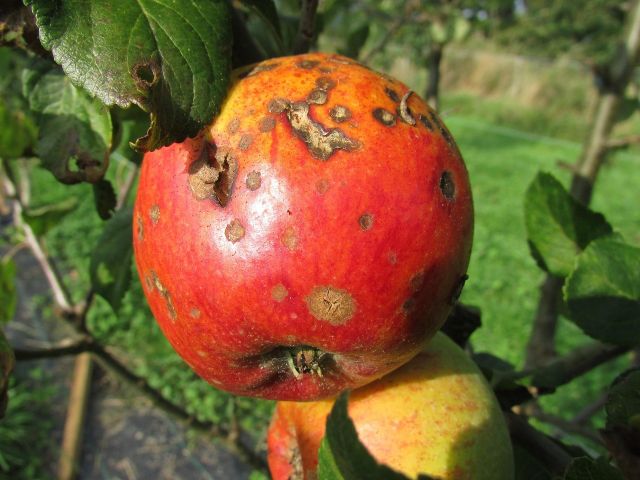 Apple 455436 1280