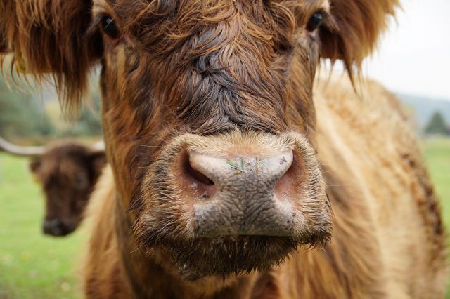 Cow 5671090 1920 pixabay