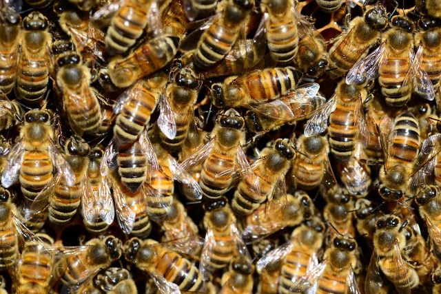Bees 292132 1280