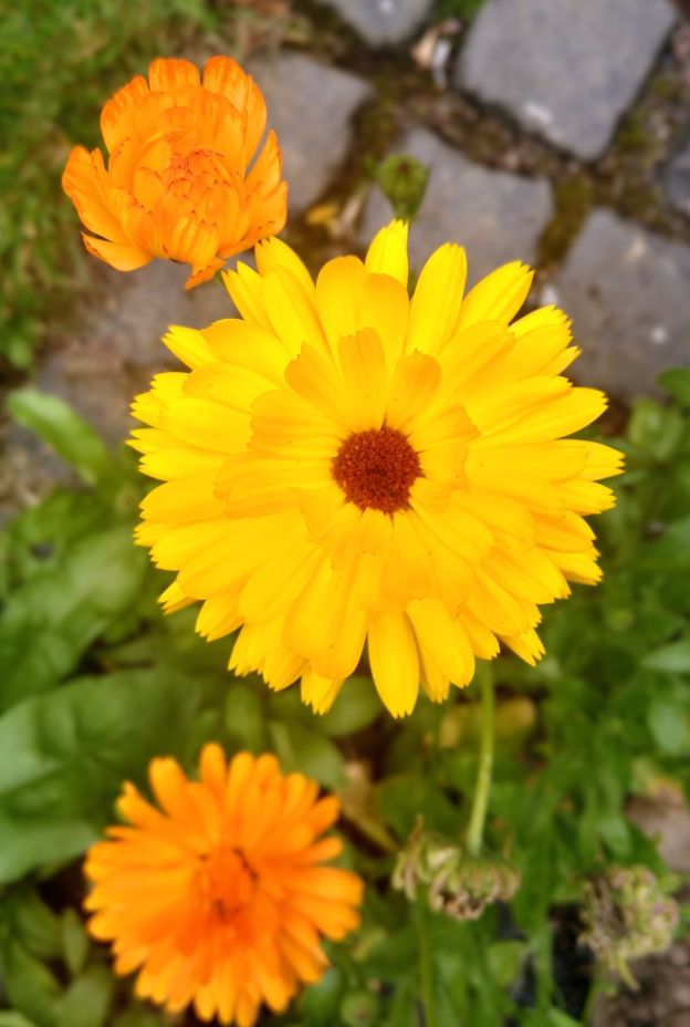 IMG 20210903 095609461 HDR 2