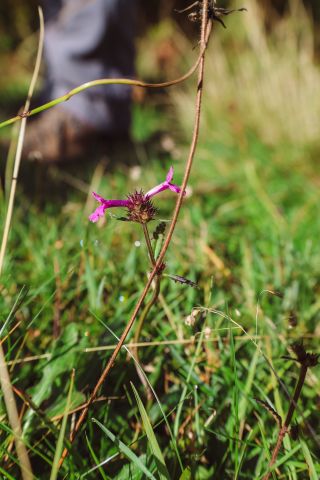 Meadow flower