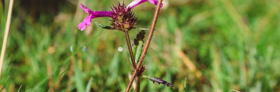 Meadow flower