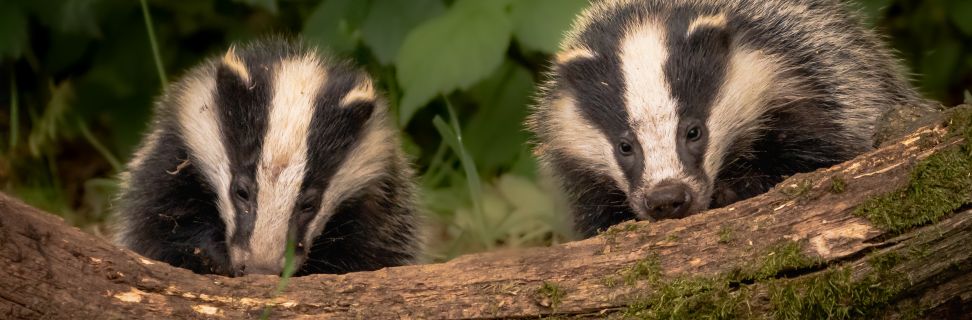 Badgers