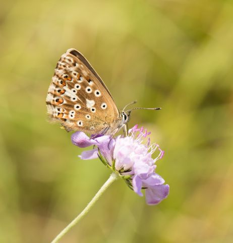 Chalkhill blue