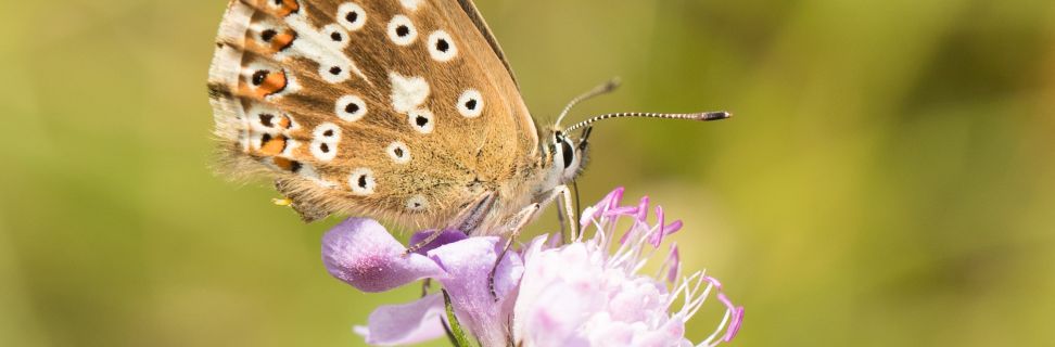 Chalkhill blue