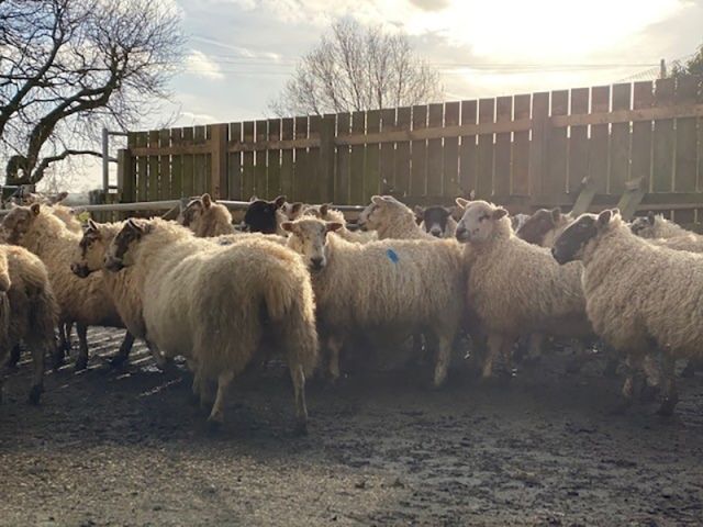 NC Animal Care FE 033