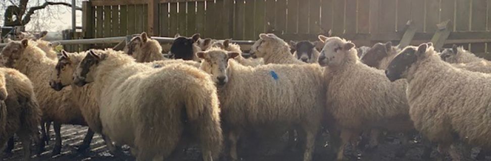 NC Animal Care FE 033