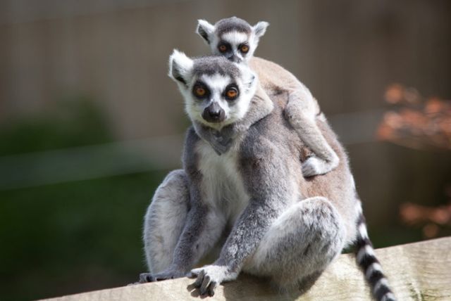 NC Animal Care FE 007 768x513