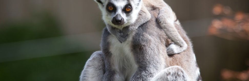 NC Animal Care FE 007 768x513