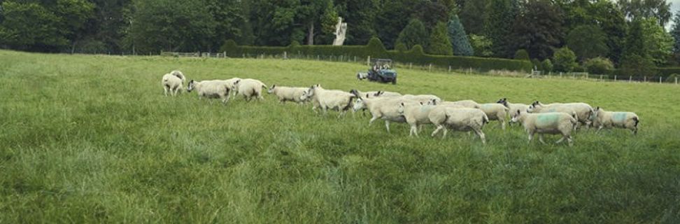 NC FE Agriculture 006 768x512