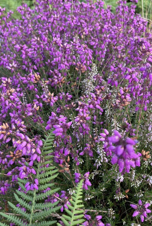 Backbarrow geneve brand 8